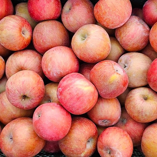 산지직송연구소 빨간 사과 농가돕기 노마진 청송 꿀 부사 가정용 2kg 4kg 중량선택