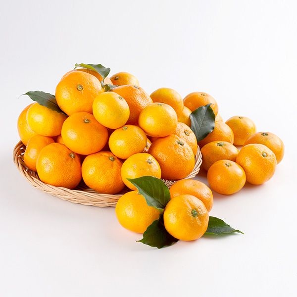 고당도 감귤 10KG 중대과(L~2L) / 맛없으면 환불보장