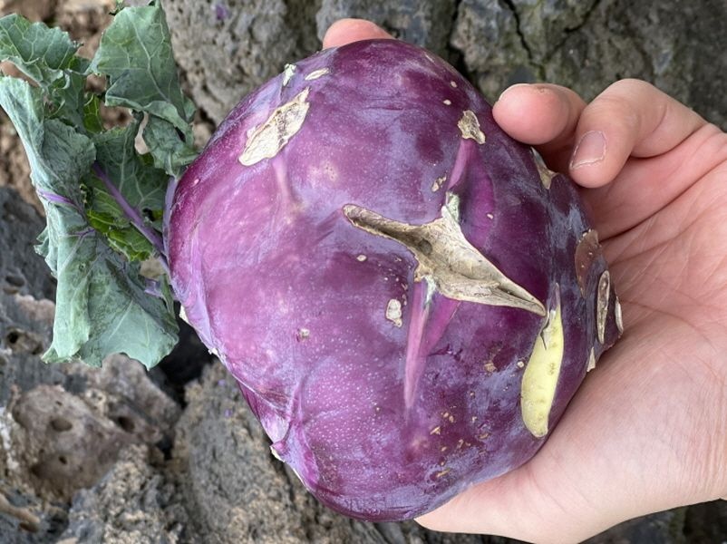 [산지직송]제주도 아삭한 못난이 콜리브리 콜라비,3/5/10kg