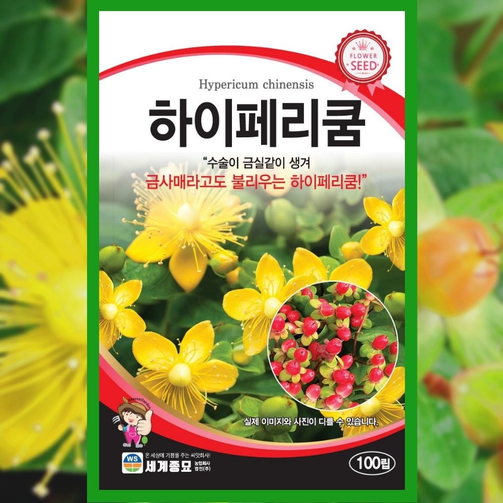 하이페리쿰 씨앗 100립 망종화 꽃씨 종자 야생화