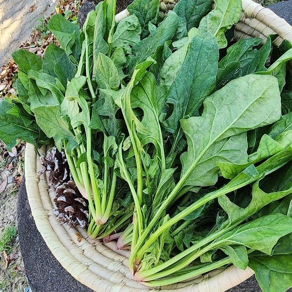 국내산 남해 보물초 해풍 시금치 5kg