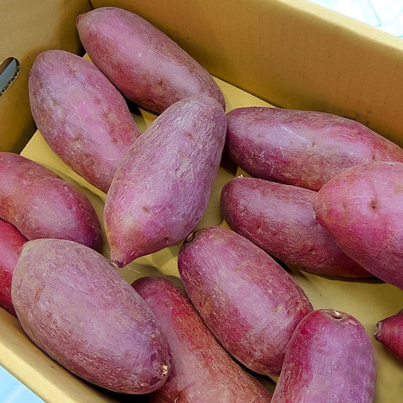 해나미 껍질째 바로먹는 애플구마 2kg~5kg 중상