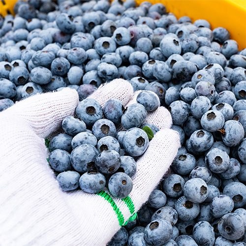 국산 블루베리 생과 냉동 생블루베리1kg 500g 급냉