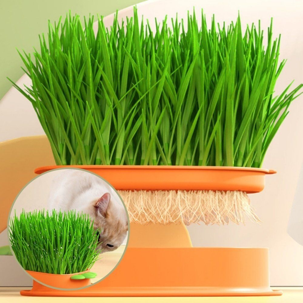 조은마켓 협력사 귀여운 당근 수경재배 헤어볼 고양이풀 화분 텃밭