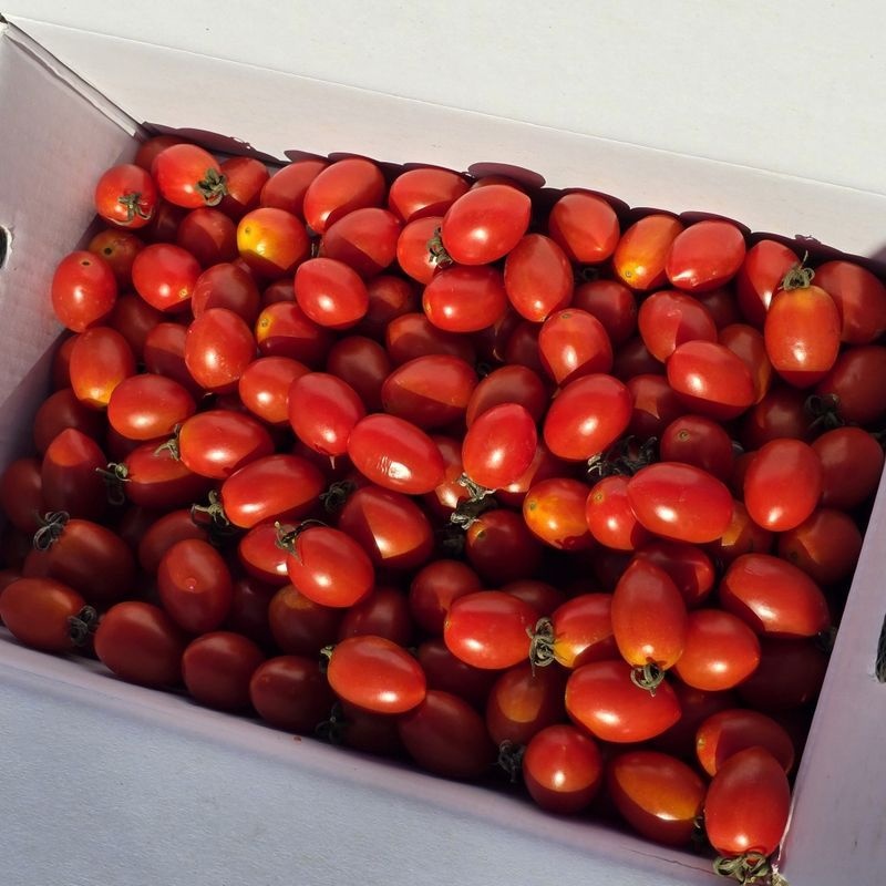 성각농수산 위탁 업체 정품 아삭아삭 대추 방울 토마토 1~2번 로얄과 5kg