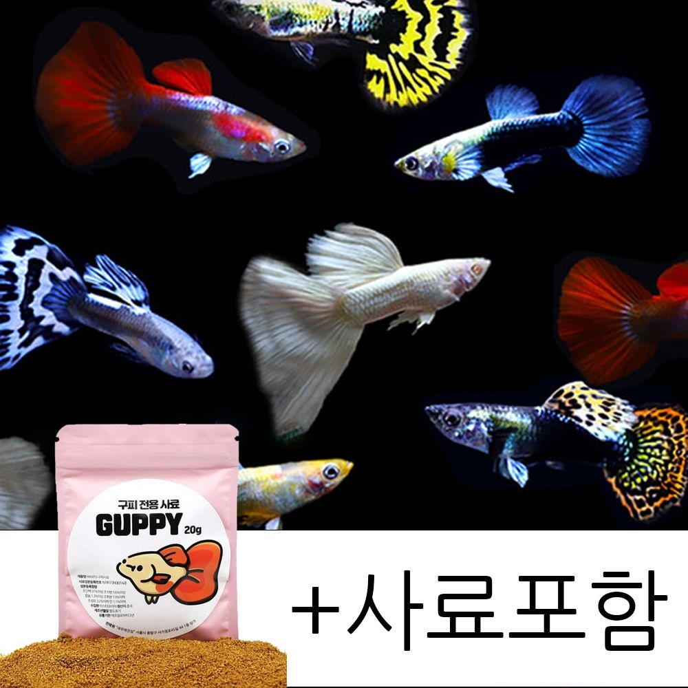 힘찬열대어 칼라풀 구피 10마리세트 +구피전용사료포함