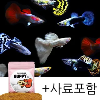 힘찬열대어 칼라풀 구피 10마리세트 +구피전용사료포함