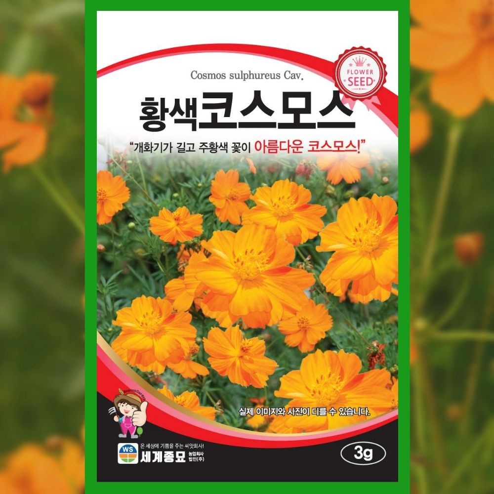 파머씨드 협력업체 코스모스 씨앗 황색 3g 꽃씨 종자 야생화