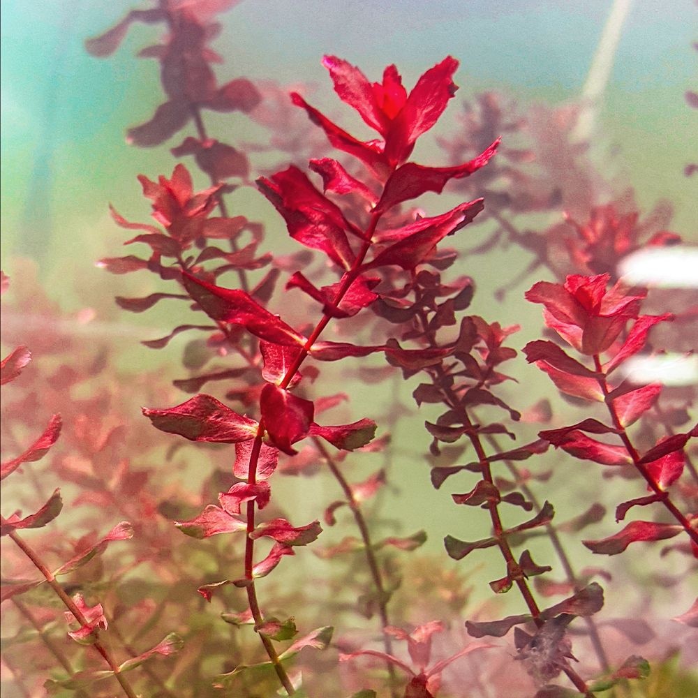 칸후 [U] 시그니처 마크란도라 스몰리프 4뿌리 중경 후경수초