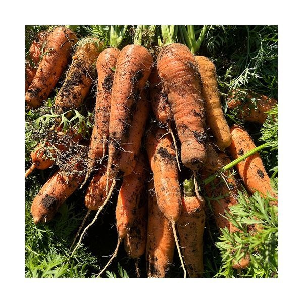 제주 흙당근 상 5kg 제주특산물 무농약 비타민 신선배송