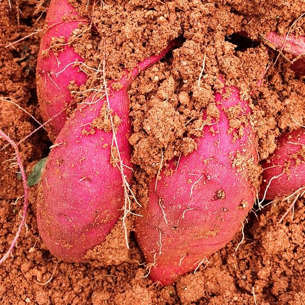 꿀 고구마 5kg 호박고구마 베니하루카