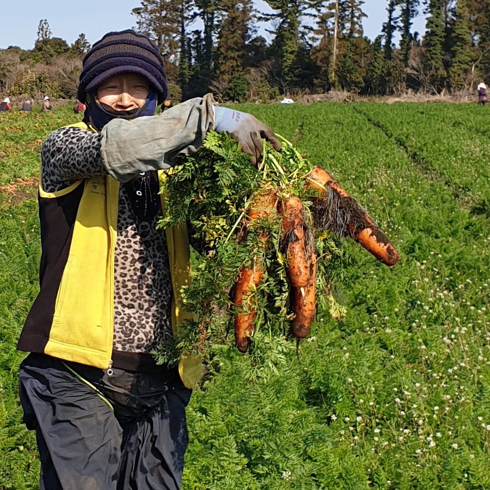 [농업회사법인 주식회사 일농](현대Hmall) 햇 수확 김해 흙당근 5kg(중과)