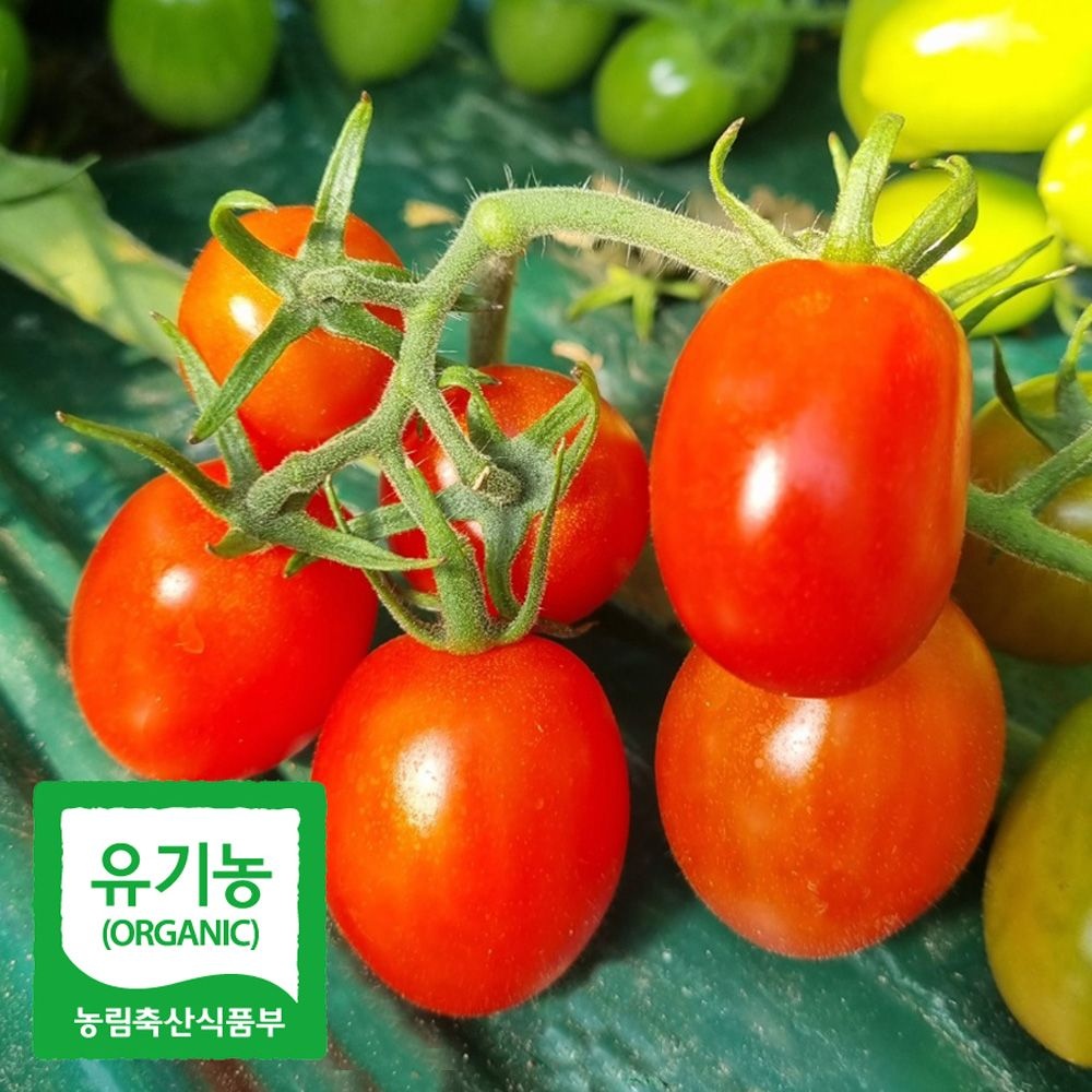 [윤석주농부님]초록초록팜 유기농 대추 방울 토마토 1kg 2kg 3kg 5kg 친환경 방토