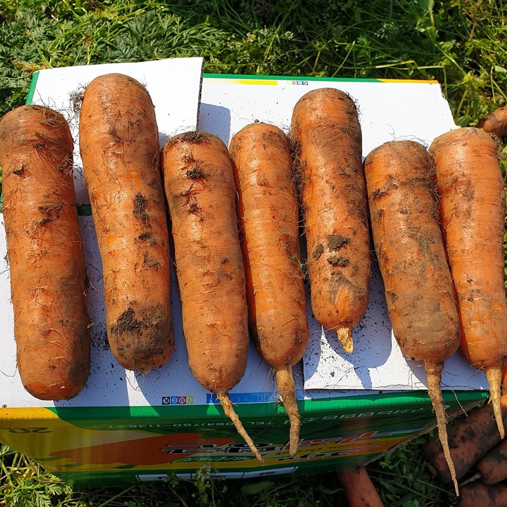 일농 햇 수확 싱싱한 제주 구좌 흙당근 3kg 5kg 10kg