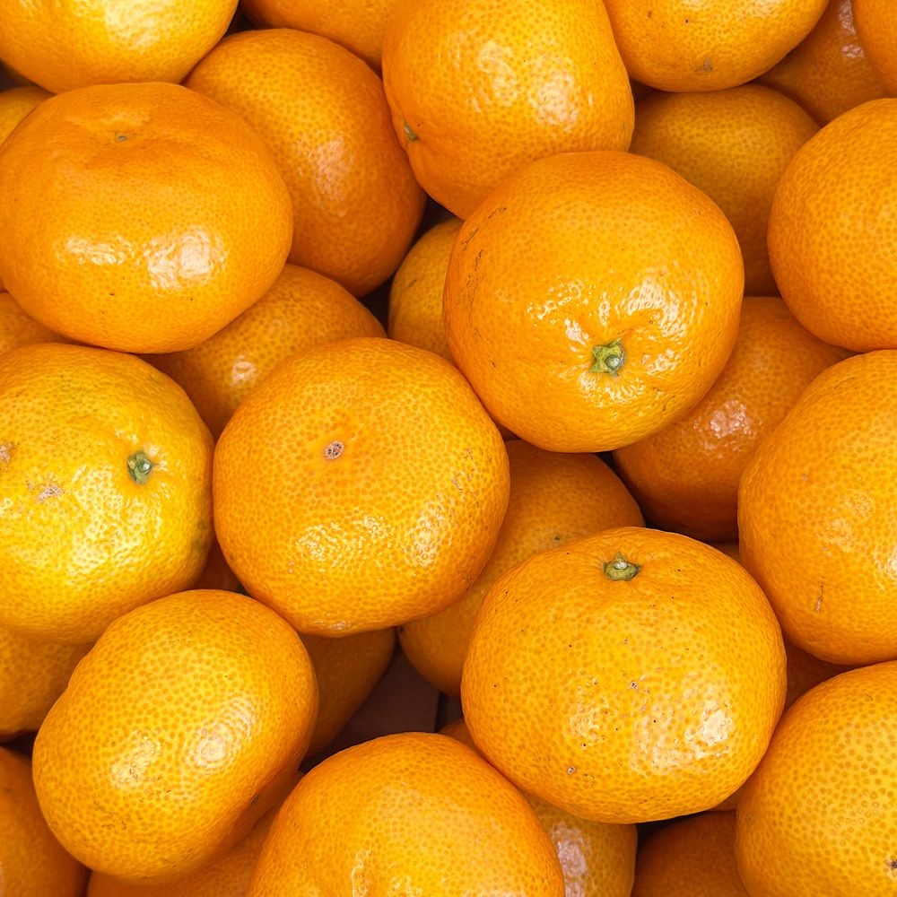 제주 감귤 3kg 5kg 10kg 타이백 노지 하우스 귤 조생귤