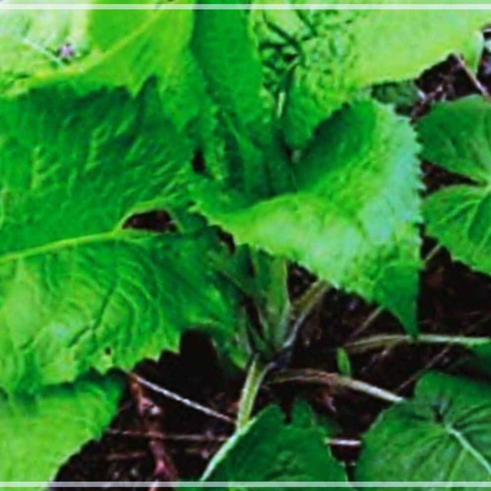 상세이미지참조 관공서 국산 곤드레 쌈 품종 학교 산 종자 씨앗 식물 나물 100립 사무실