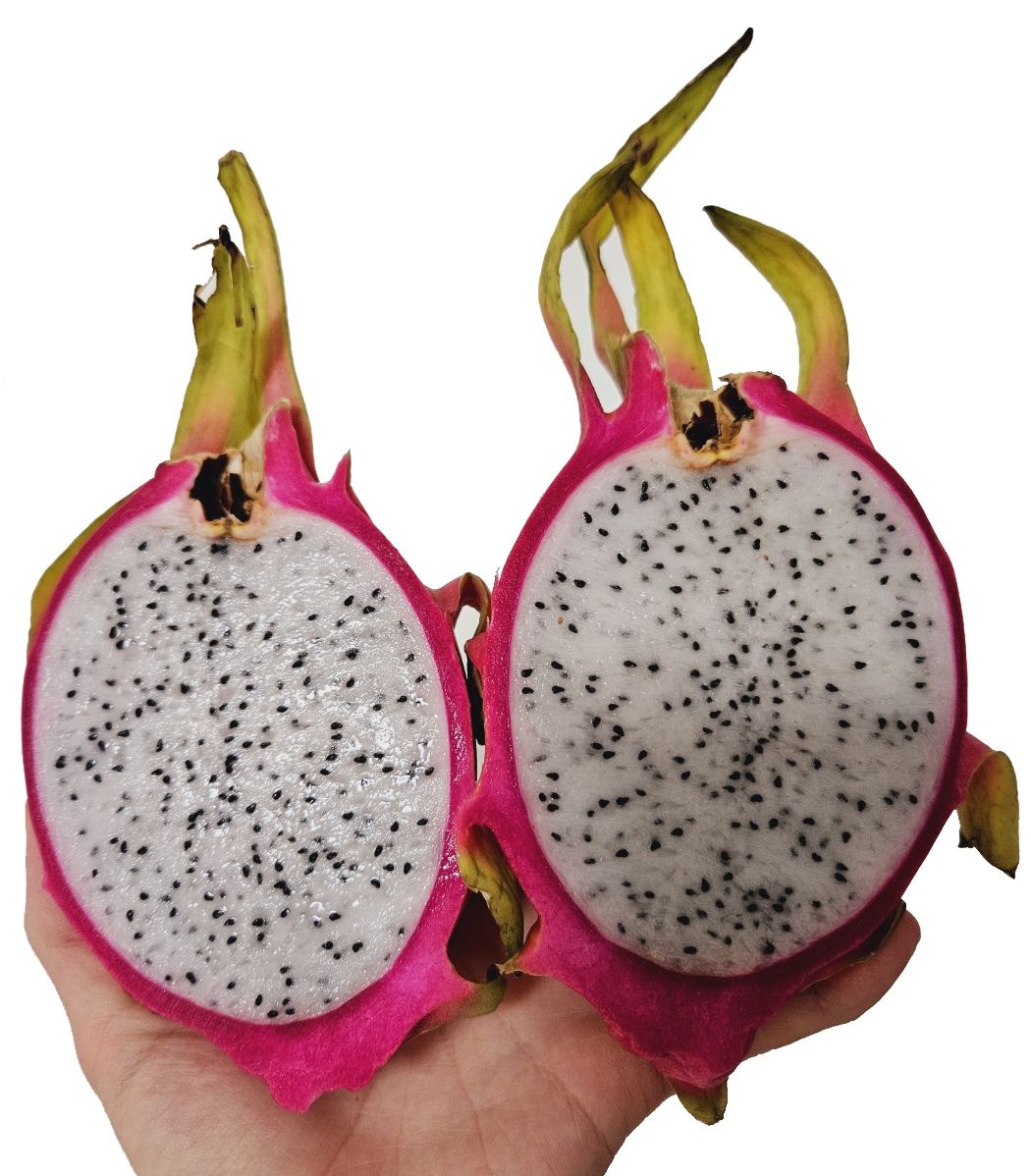 더노랑 속이흰 용과 또는 속이 빨간 적용과 2.5kg 5kg