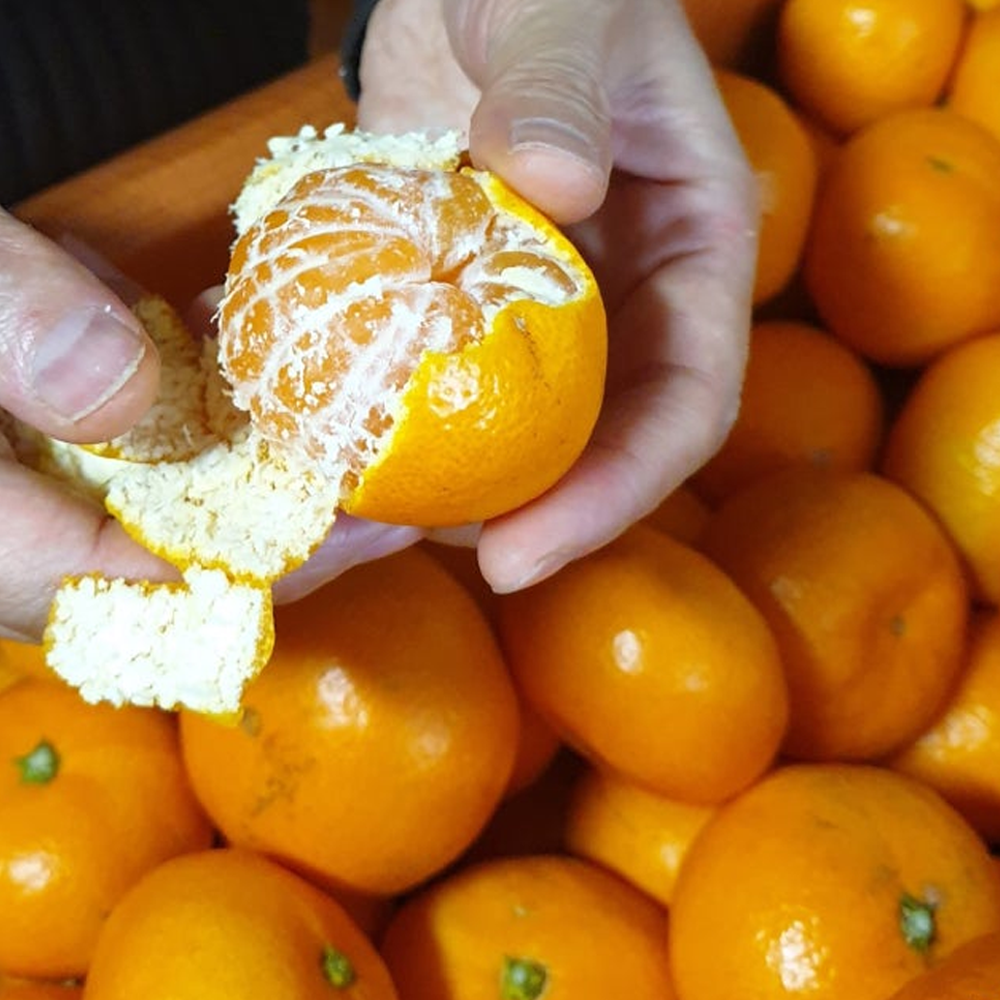 제주 효돈 타이벡 햇 감귤 귤 10KG 로얄과