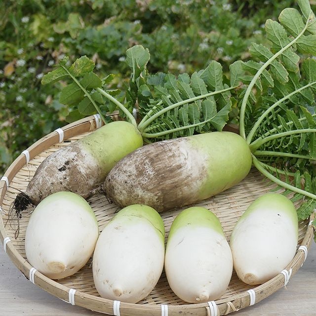 제주도 월동무 햇 무 세척무 김장무 동치미무 겨울무 2kg 3kg 5kg 10kg