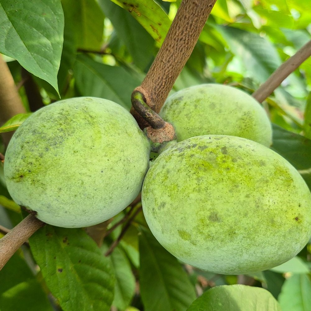 고당도 열대과일 포포열매 포포나무열매 산지직송