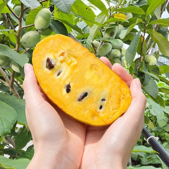 고당도 열대과일 포포열매 포포나무열매 산지직송