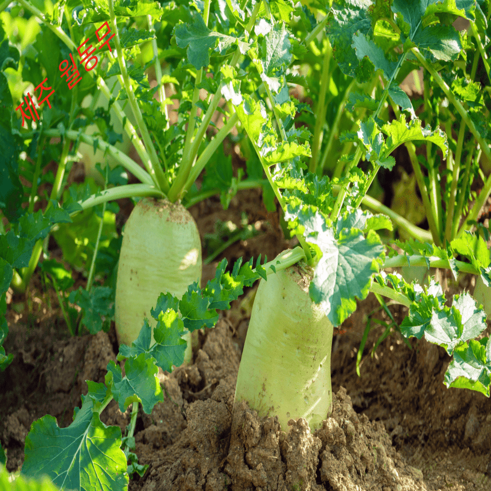 쓰리제이 협력업체 [제주도 월동무 5kg 내외] 단맛과 시원한 맛 (동치미 강력추천)