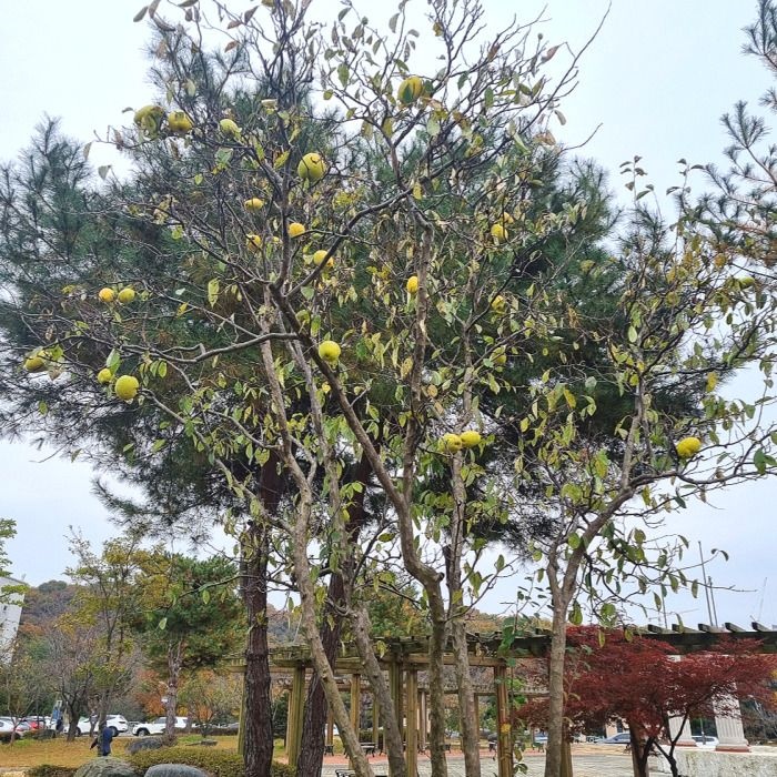 모과나무 (대실모과) R4-5점 결실주 묘목 향기 좋은 유실수 노지월동 정원조경 과일나무 (같이가치농원)