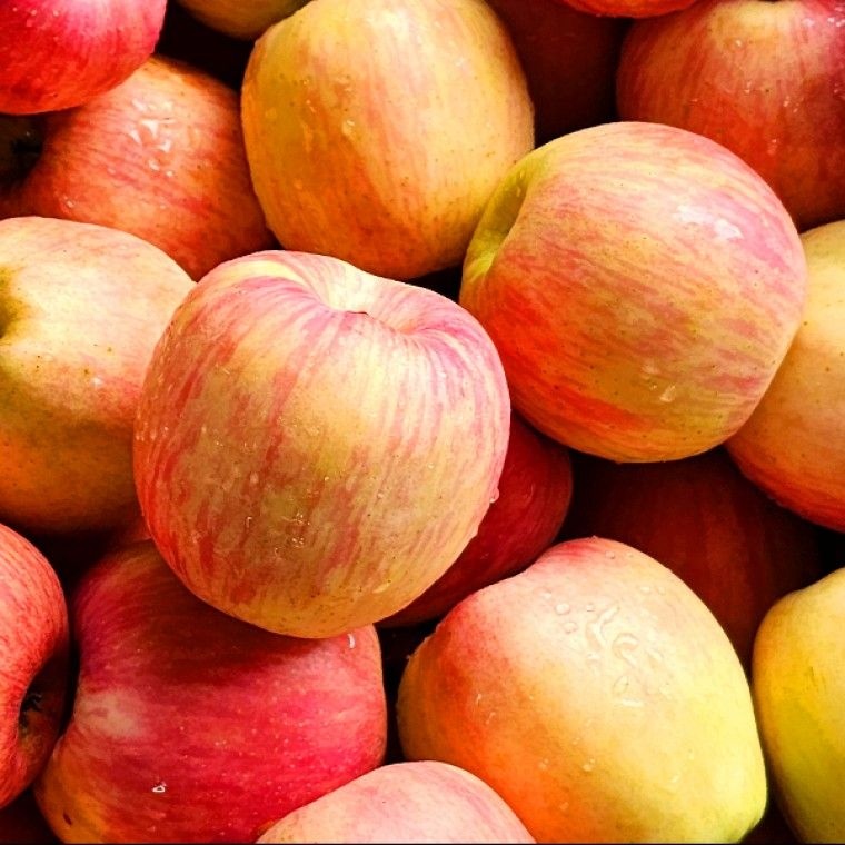 빠른배송 산지직송  초고당도 경북 꿀사과 안동부사 가정용사과 초특가1kg 2kg 4kg고객