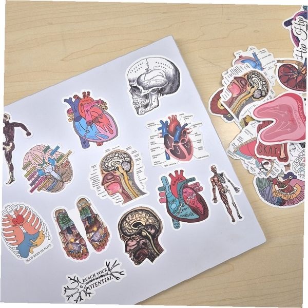 ONESISTERS수입 인체 해부학 스티커 의학 교육용 장기 뇌 심장 폐 간 신장 골격 스컬 데칼 노트북 휴대폰 꾸미기 진 선물