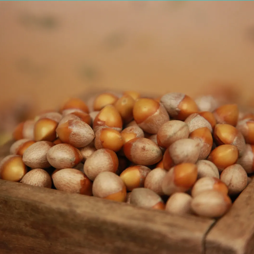 은행협력농장 무농약 국산 깐은행 피은행 알 열매 1kg