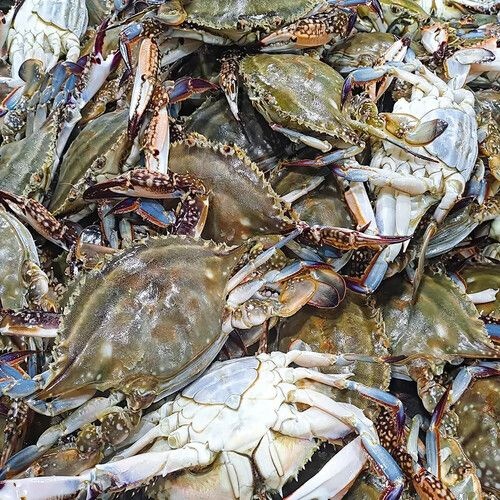 [자체제작]국내산 연평도 꽃게 암꽃게 숫꽃게 신선한 활꽃게 급속냉동 1kg