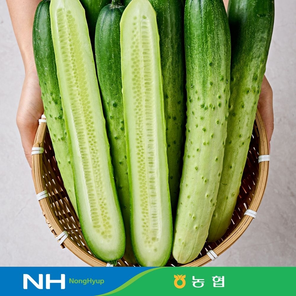 [식식한상][동김제농협] 백다다기 못난이 오이 2kg 10개 내외 취청오이 청오이 : 롯데ON
