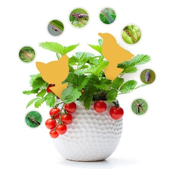 초파리 날파리 벌레 퇴치 제거 끈끈이 10개입 M10894 파리끈끈이 파리퇴치 벌레퇴치 해충퇴치