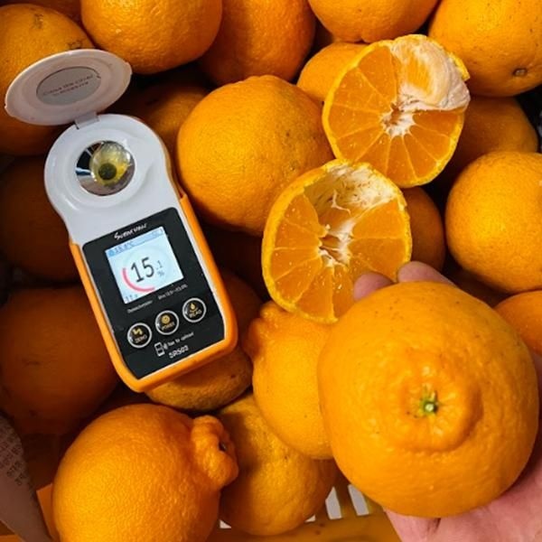 25년 첫 수확 제주산 고당도 15브릭스 가정용 한라봉 5kg