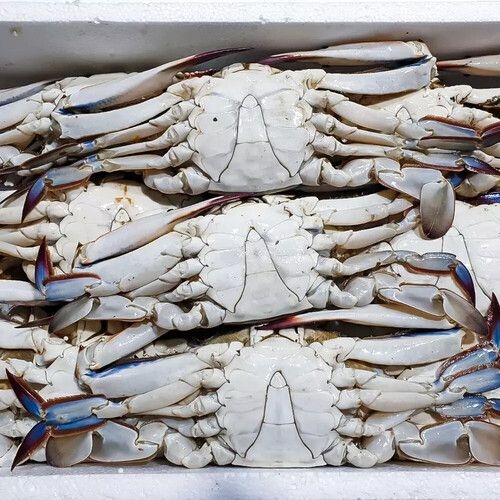 국내산 연평도 제철 숫꽃게 신선한 활꽃게 급속냉동 1kg