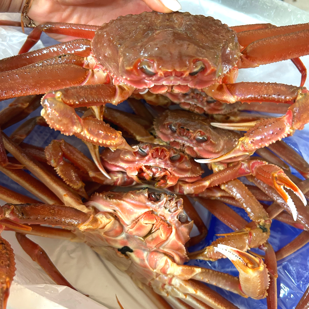 [온누리상품 상생페이백] 구룡포 활 연안대게 국산대게 3~5미 생물배송