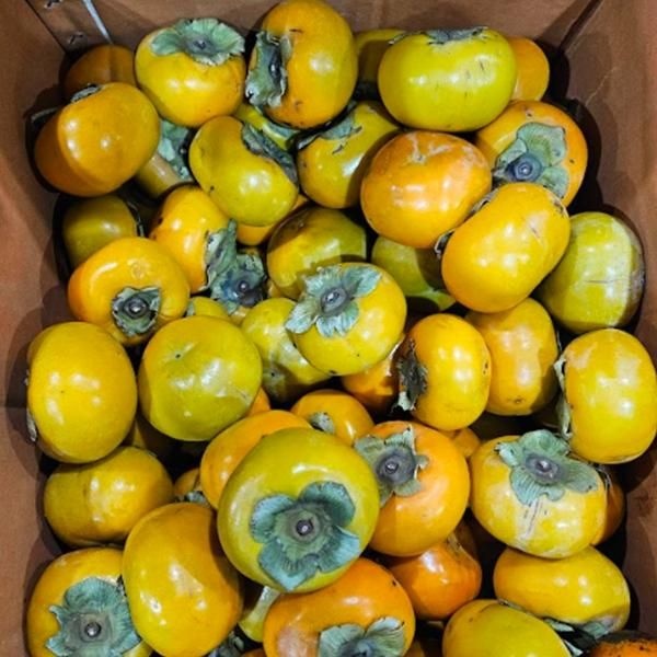 국산 못난이 말랑 단감 10kg 혼합과 대용량 업소용 박스무게포함