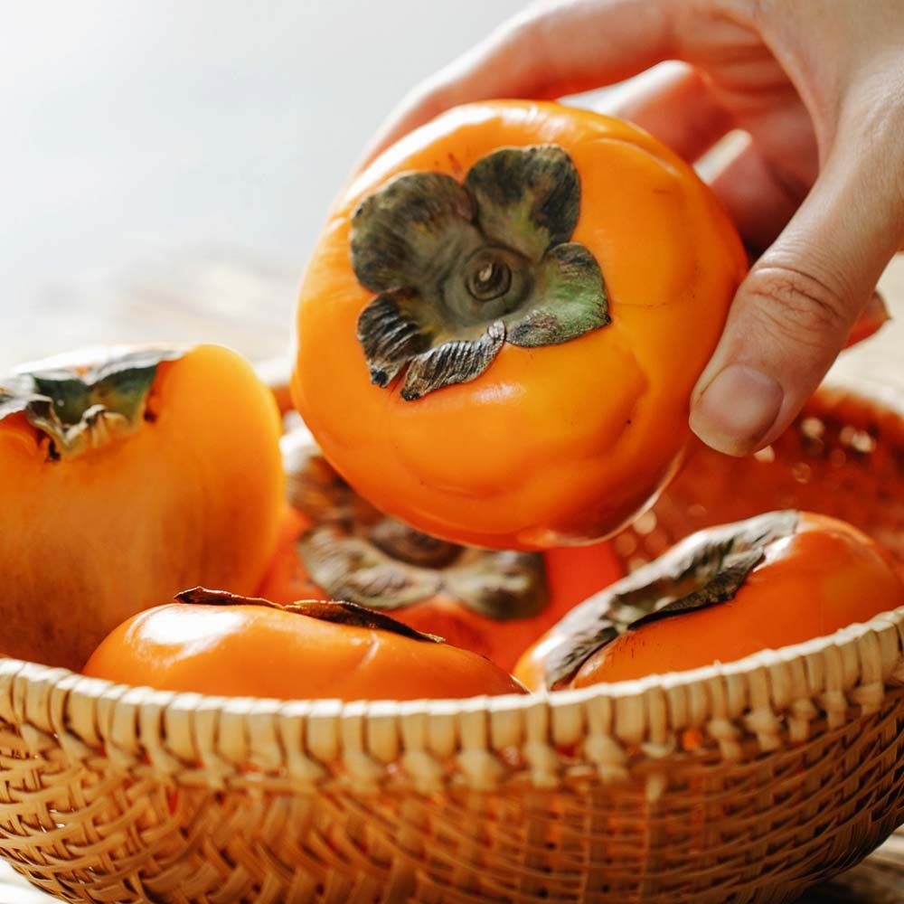 25년 전라도  햇 단감 10kg 29,900원~