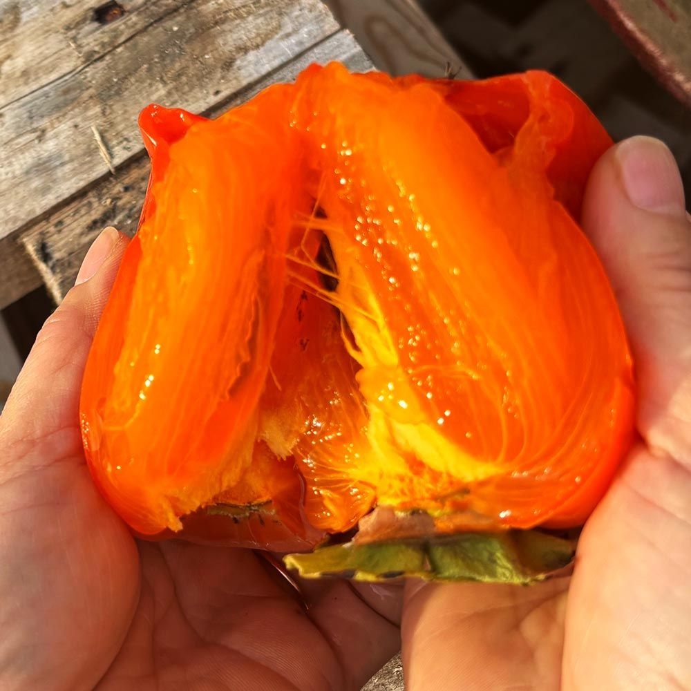 [25년 전라도 대봉감] 달콤함 가득 햇 홍시 대봉감 10kg