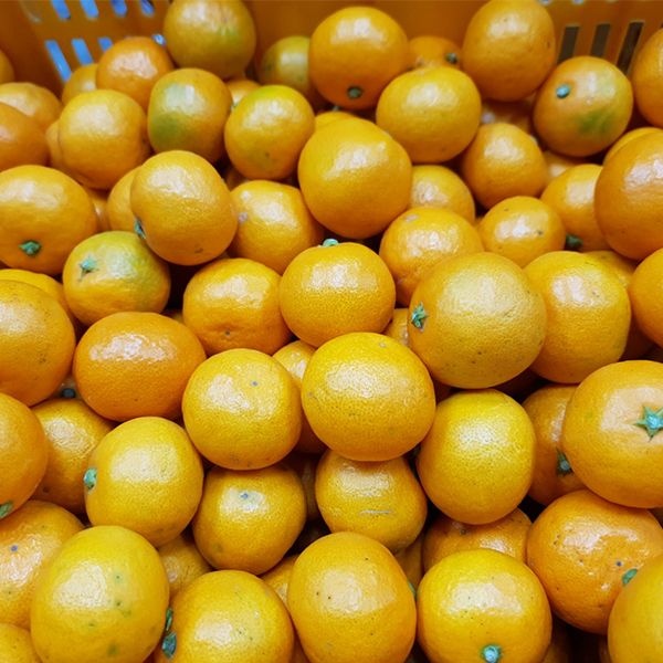 [온누리상품 상생페이백] [오커캄스] 제주감귤 가정용 3kg 5kg 노지 감귤