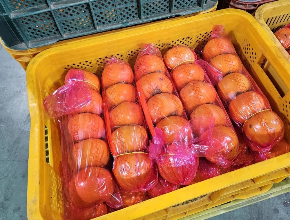 산지직송 부유단감 10kg 고당도 16brix 햇 단감