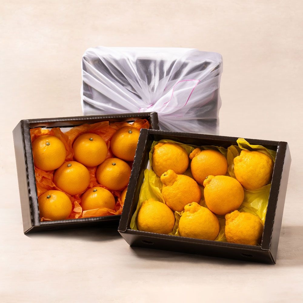 [과일꾼][설 명절선물] 제주과일 2종 선물세트(한라봉 2kg+천혜향 2kg)+보자기포장 : 롯데ON