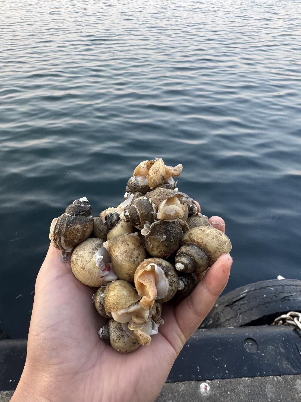 바로온 협력업체 [자연산] 동해안산 흑골뱅이1kg(70미내외)  / 70미내외 골뱅이무침 회용