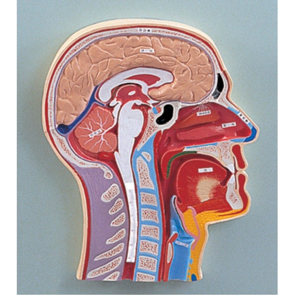 코구조 기능 혈관 신경계 벽걸이 얼굴단면 의사 실험실 교육용