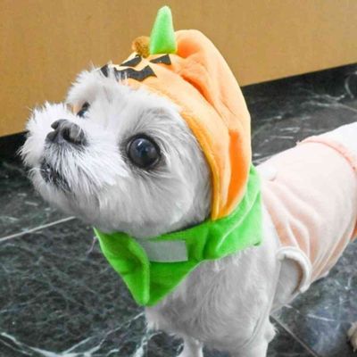 아이들을위한 개 할로윈 의상