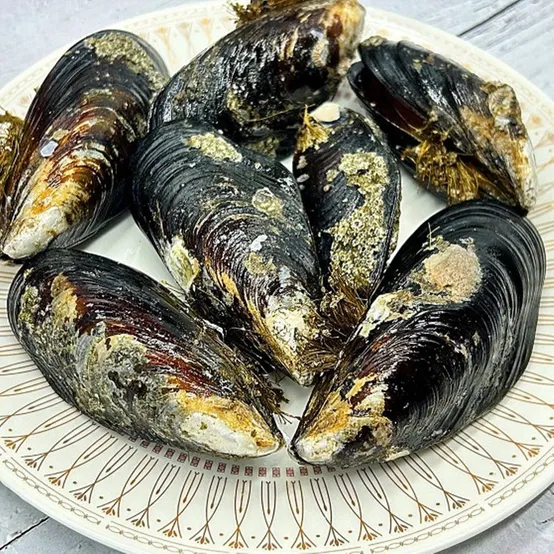 자연산 홍합 담치 섭 대왕 2kg : 롯데ON