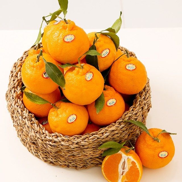 [대형마트납품처] 제주 한라봉 특 등급 가정용 2kg,3kg,5kg