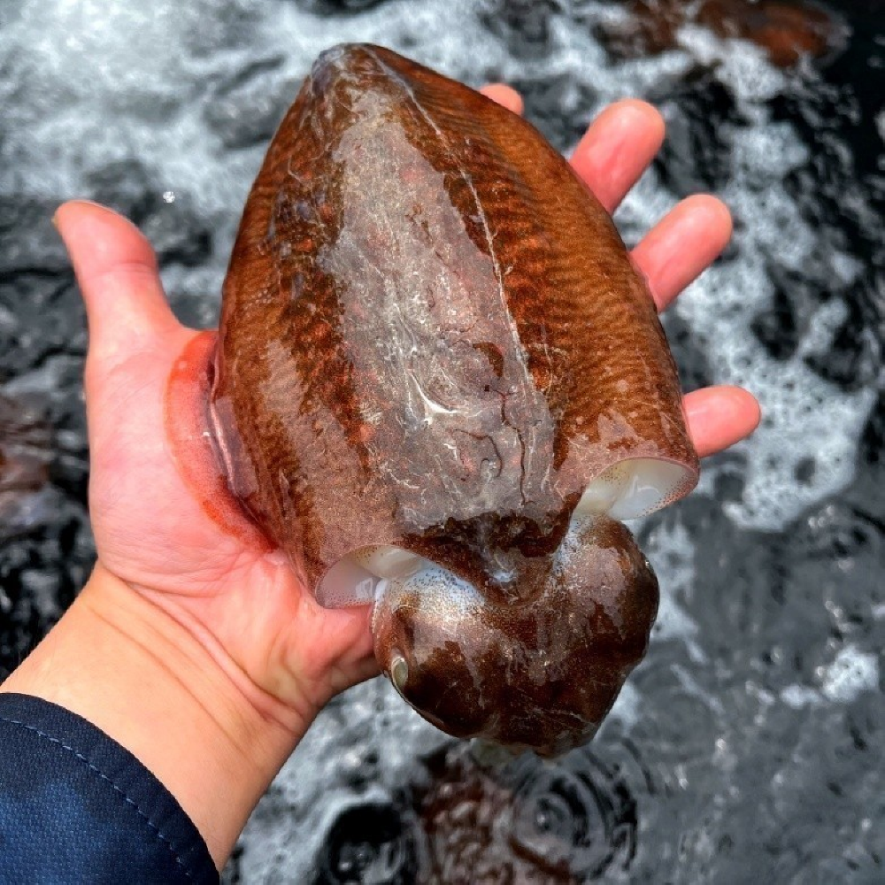 국내산 큼직 횟감 활 갑오징어 1kg