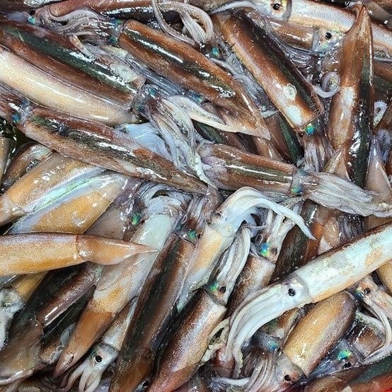 [건어물이좋다]동해안 당일바리 급냉 통찜오징어 800~1kg 내외  : 롯데ON