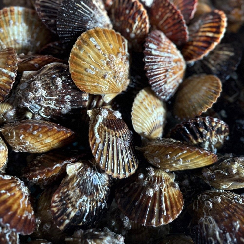 통영 흑백가리비 5kg